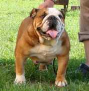 bulldogpedigree.com Zintia