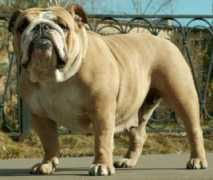 bulldogpedigree.com Zintia