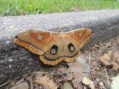 animaltourism.com Zirlin