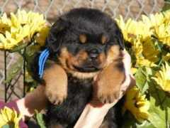 a-love-of-rottweilers.com Zirus