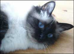 web.comhem.se Zittra