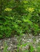 missouriplants.com Zizia