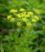 missouriplants.com Zizia