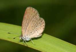 tol.tolweb.org Zizina