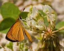 marylandinsects.com Zoann
