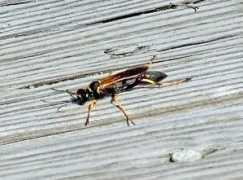 marylandinsects.com Zoann