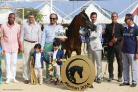 mentonarabianhorseshow.com Zobair