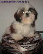 shihtzu.free.fr Zoemia