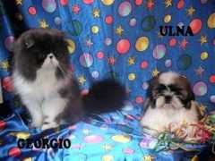 shihtzu.free.fr Zoemia