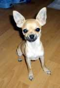 chihuahua-people.com Zolaa