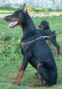 dobermann-review.com Zolton