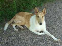 Zona