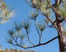 conifers.org Zonica