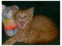 cchs-petshelter.org Zoomie