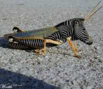 Zopper