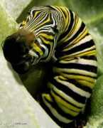 Zopper