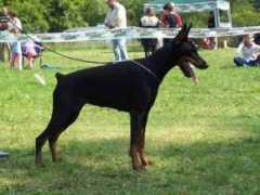 dobermann-review.com Zoraia