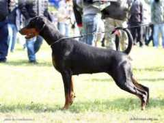 dobermann-review.com Zoraia