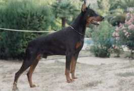 dobermann-review.com Zorann