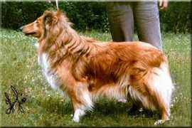 tetatet.kennels.ru Zoretta