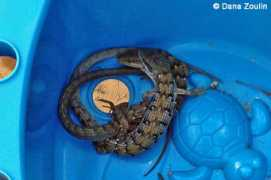 californiaherps.com Zoulin