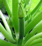 zone9garden.com Zuccini