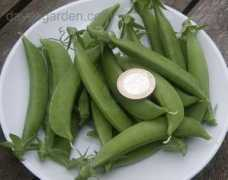 davesgarden.com Zuccola