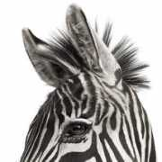 likecool.com Zuckerman