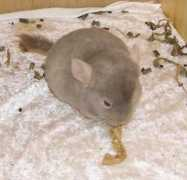 fortuna-chinchilla.de Zuckerschnute