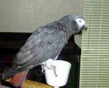 gotbirdsonline.com Zugie