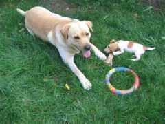 beagle-jackrussel.cz Zulda