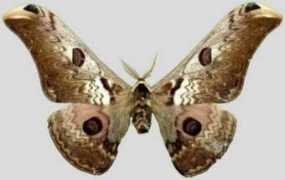saturniidae.com Zuleika