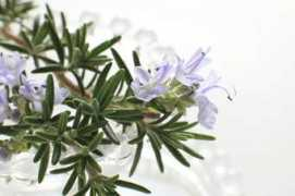hanakotoba-labo.com Zumari