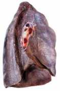 Zuofei