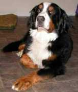 bernese.biz Zurab