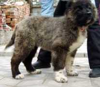 security-dog.org Zurhan
