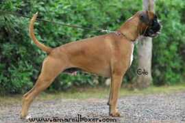 clikkailboxer.com Zuriga