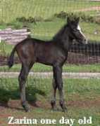 bridledpassionfarm.com Zurina