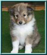 zillegartenshelties.de Zusel