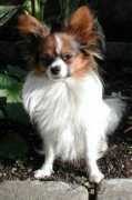 kleinerschmetterling.hunde-homepage.com Zusette