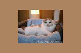 ladycat.nl Zwaai