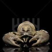 aboutpixel.de Zwicki