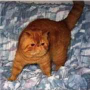 gattipersiani.it Zwingly