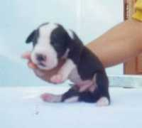 e-greatdane.com Zyfer