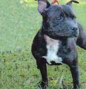 littlestaffie.tripod.com Zyki