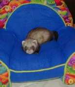 firestormferrets.com Zylvia