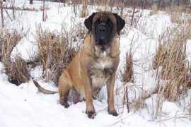 lizardsmastiffs.com Zytka
