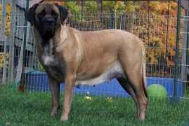 lizardsmastiffs.com Zytka