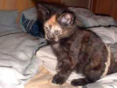 tortiecats.free.fr Zzaki