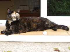 tortiecats.free.fr Zzaki